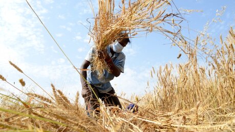 Ein Mann in Indien bei der Weizenernte / © Xinhua (dpa)
