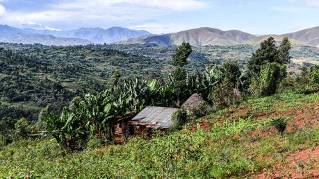Eine Hütte an einem Hang in Burhale im Kongo ist von Bäumen und Stauden umgeben / © Harald Oppitz (KNA)