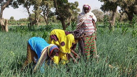 Kleinbauern in Burkina Faso / © Michael Merten (KNA)