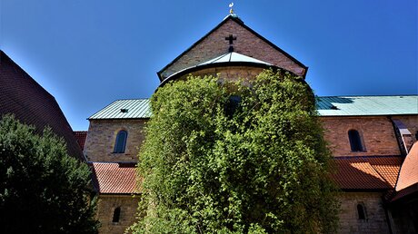 Am Hildesheimer Dom blüht der 1.000-jährige Rosenstock. / © pisces2386 (shutterstock)