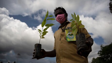 Am Umwelttag pflanzt ein Mann in Indien Setzlinge ein / © R S Iyer (dpa)