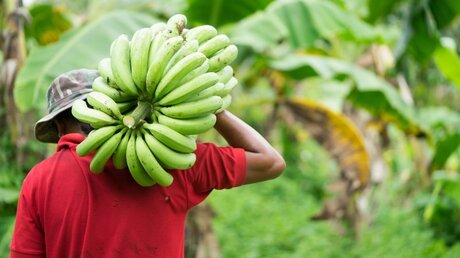 Arbeiter auf einer Bananen-Plantage / © MIA Studio (shutterstock)