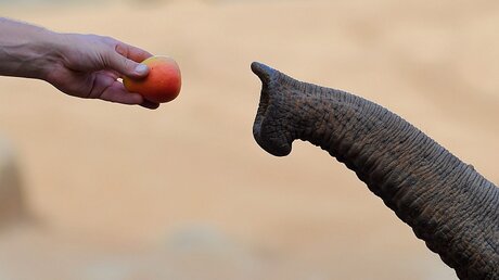 Bedrohte Art: der Elefant / © Tracey Nearmy (dpa)