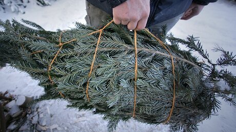 Ein verpackter Weihnachtsbaum / © Fredrik Von Erichsen (dpa)