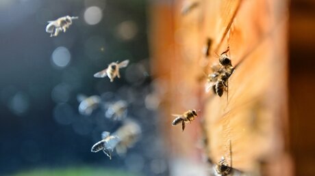 Bienen spielen in der Ausstellung auch eine Rolle / © Sushaaa (shutterstock)