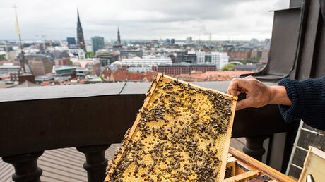 Bienenstöcke auf dem Turm der Hauptkirche Sankt Michaelis in Hamburg. / © Michael Althaus (KNA)
