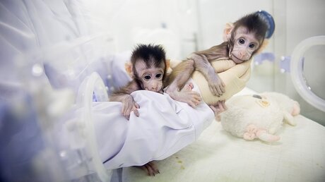Die zwei geklonten Affen Hua Hua und Zhong Zhong / © Suzhou (dpa)