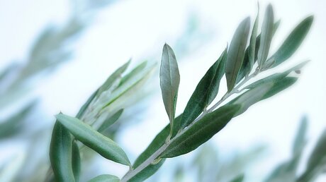 Eigentlich ist der Olivenzweig ein internationales Friedenssymbol / © Marie Accomiato (KNA)