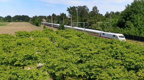 Ein ICE-Zug fährt an der mit 101 Kirschbäumen bepflanzten Gedenkstätte in Eschede vorbei / © Holger Hollemann (dpa)