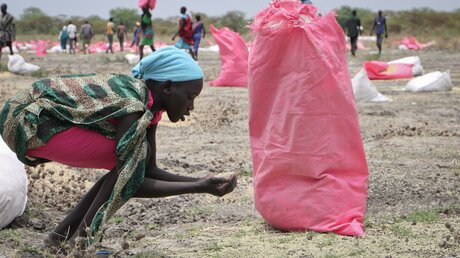 Eine Frau im Südsudan sammelt Hirse vom Boden auf / © Sam Mednick (dpa)