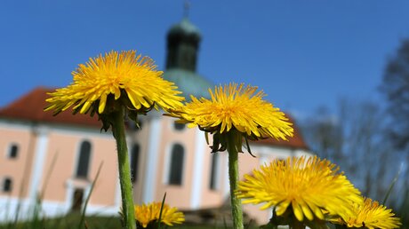 Eine Kirche hinter einer Blumenwiese / © Karl-Josef Hildenbrand (dpa)