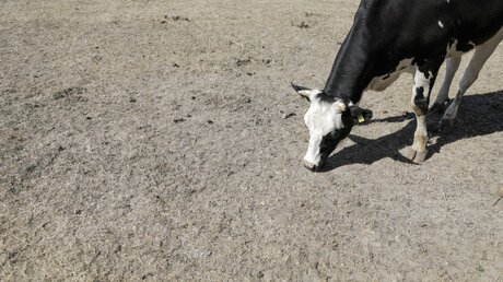 Eine Kuh versucht, auf einer vertrockneten Weide noch etwas Futter zu finden / © Jan Woitas (dpa)