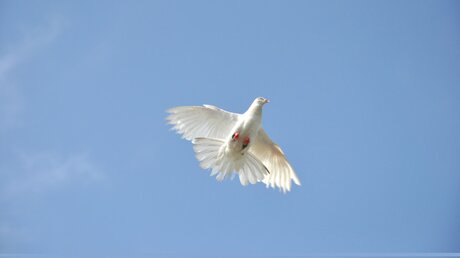 Eine weiße Taube als Symbold für Frieden / © Mak Rahman (shutterstock)