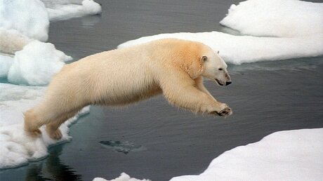 Eisbären: Vom Klimawandel bedroht / © DB Greenpeace (dpa)