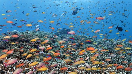 Fahnenbarsche schwimmen am 16.3.14 durch das Great Barrier Reef vor Australien (epd)