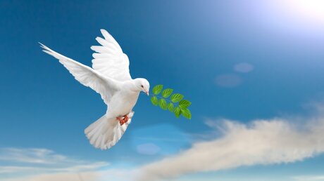 Weiße Taube als Symbol des Friedens / © Little Perfect Stock (shutterstock)