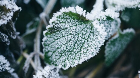 Frost auf einer Pflanze / © J.Filirovska (shutterstock)