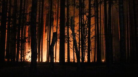 Großer Waldbrand bei Potsdam  / © Julian Stähle (dpa)