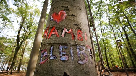 "Hambi bleibt" steht auf einem Baum im Hambacher Forst / © Oliver Berg (dpa)