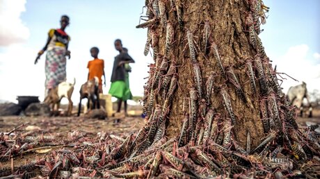 Heuschreckenplage in Ostafrika / © Sven Torfinn/FAO/AP (dpa)