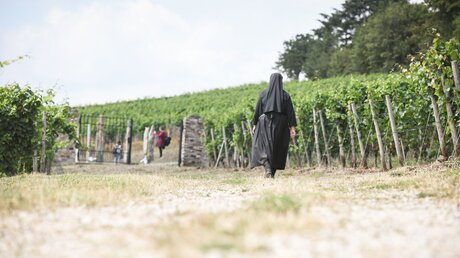 Symbolbild Eine Ordensfrau in einem Weinberg / © Julia Steinbrecht (KNA)