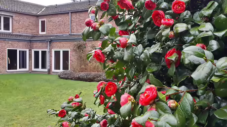 Die Karemlien bl&uuml;hen! / &copy; Sr. Emmanuela (privat)