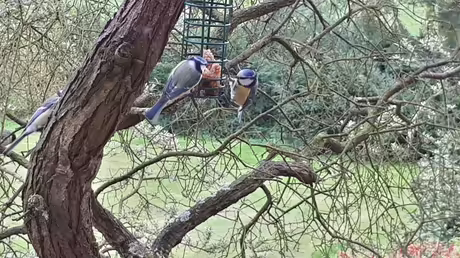 Gro&szlig;er Andrang im Vogel-Restaurant / &copy; Sr. Emmanuela Kohlhaas (privat)