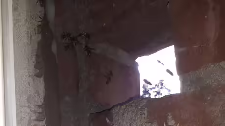 Bienen-&Uuml;berfall  / &copy; Sr. Emmanuela Kohlhaas (privat)