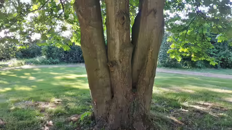 Kastanie im Klostergarten mit drei St&auml;mmen / &copy; Sr. Emmanuela Kohlhaas (privat)