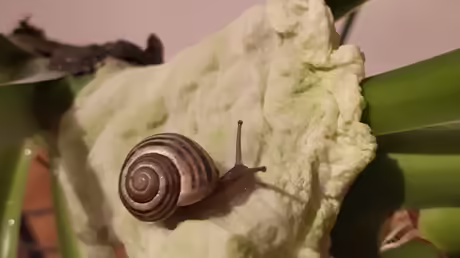 Die Schnecke ist erwacht / &copy; Sr. Emmanuela (privat)