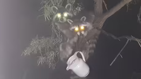 Tierische G&auml;ste / &copy; Sr. Emmanuela Kohlhaas (privat)