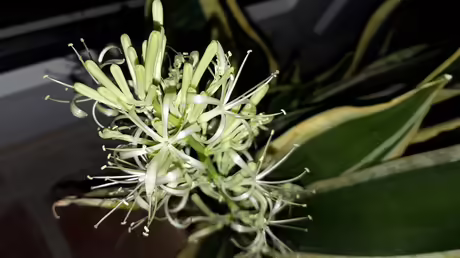 Sansevieria / &copy; Sr. Emmanuela (privat)