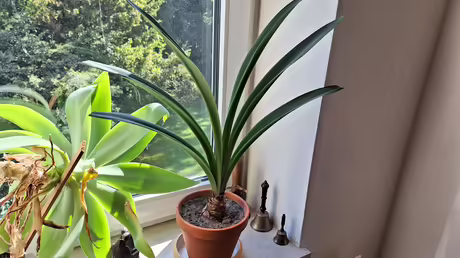 Amaryllis im August / &copy; Sr. Emmanuela (privat)