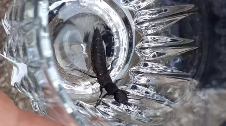 Schwarzer Moderk&auml;fer / &copy; Sr. Emmanuela (privat)