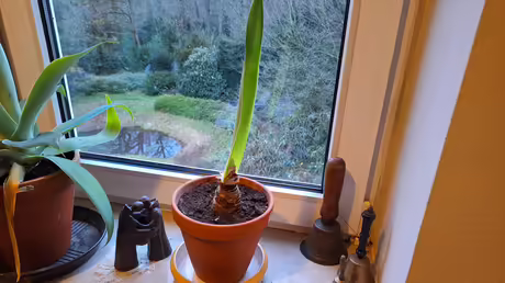 Amaryllis vom letzten Weihnachtsfest / &copy; Sr. Katharina (privat)