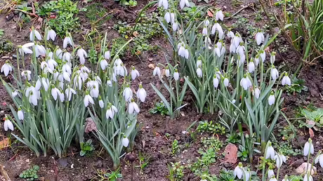 Die Schneegl&ouml;ckchen sind da  / &copy; Sr. Emmanuela (privat)