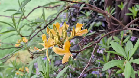 Bl&uuml;tenpracht in Angermund / &copy; Sr. Emmanuela (privat)