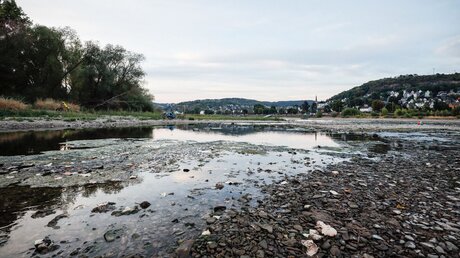 Niedrigwasser im Sommer am Rhein / © Julia Steinbrecht (KNA)