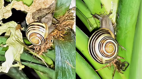 Coco hat sich sehr ver&auml;ndert / &copy; Sr. Emmanuela (privat)