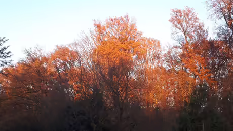 Wenn die Engel Pl&auml;tzchen backen, dann gl&uuml;ht der Wald / &copy; Sr. Emmanuela Kohlhaas (privat)