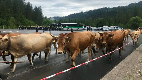 Elmau: Kühe werden unter Polizeischutz quer durch den Sicherheitsbereich um den G7-Tagungsort Schloss Elmau auf ihre Alm getrieben (dpa)