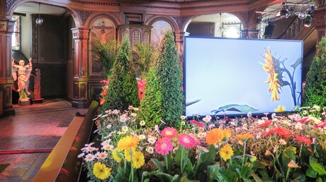 Ein Bildschirm zeigt eine Sonnenblume während der multimedialen Installation "Geheimnis der Schöpfung" mit 900 Pflanzen und Blumen im Innenraum der evangelischen Martinskirche in Pfungstadt / © Norbert Demuth (KNA)