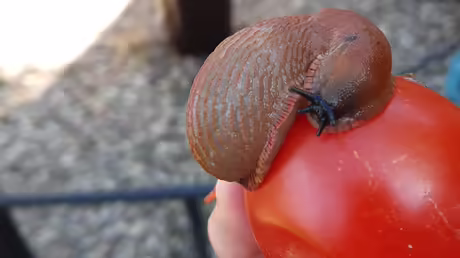 Lecker! / &copy; Sr. Emmanuela (privat)