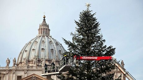 Weihnachtsbaum auf dem Petersplatz (Archiv) / © Romano Siciliani/Agenzia Romano Siciliani (KNA)