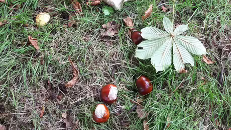 Kastanien / &copy; Sr. Emmanuela Kohlhaas (privat)