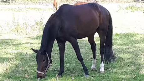 Pferdekoppel am Kloster Angermund / &copy; Sr. Emmanuela Kohlhaas (privat)