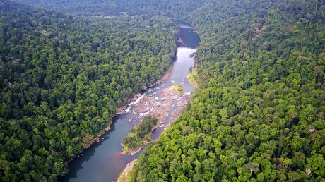 Der Amazonasregenwald / © Rich Carey (shutterstock)