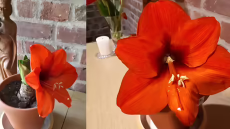 Die Amaryllis bl&uuml;ht wieder  / &copy; Sr. Emmanuela (privat)