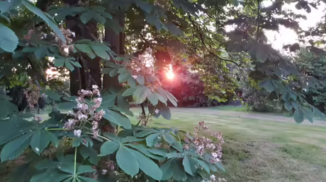 Unterm Kastanienbaum / &copy; Sr. Emmanuela Kohlhaas (privat)