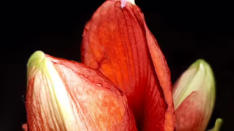 Amaryllis  / &copy; Sr. Emmanuela (privat)